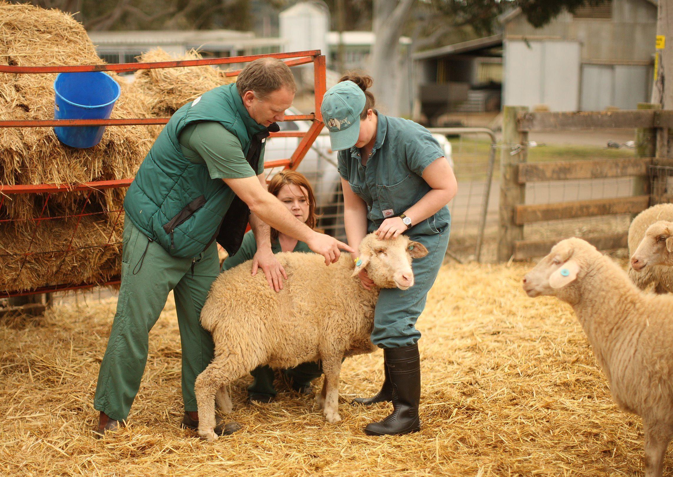 animal-husbandry-professional